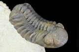 Beautiful Hollardops & Austerops Trilobite Association #67894-8